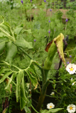 Dracunculus vulgaris RCP6-06 253.jpg